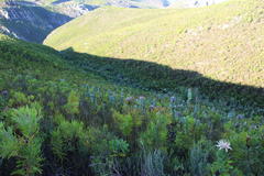 Protea aurea aurea