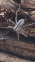 Micrommata ligurina