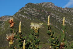 Protea aurea aurea