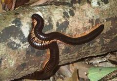 Sechelleptus seychellarum