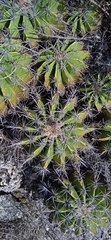 Ferocactus flavovirens