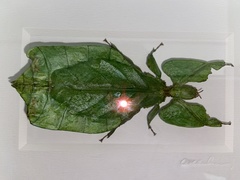 Phylliidae