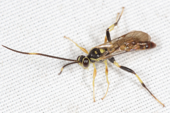 Cratichneumon paratus