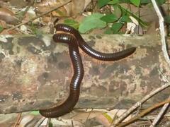 Sechelleptus seychellarum