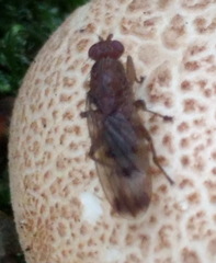 Suillia variegata