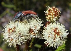 Trichostetha capensis
