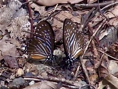 Graphium macareus