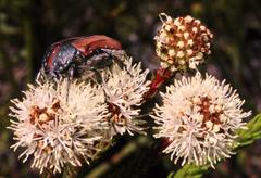Trichostetha capensis