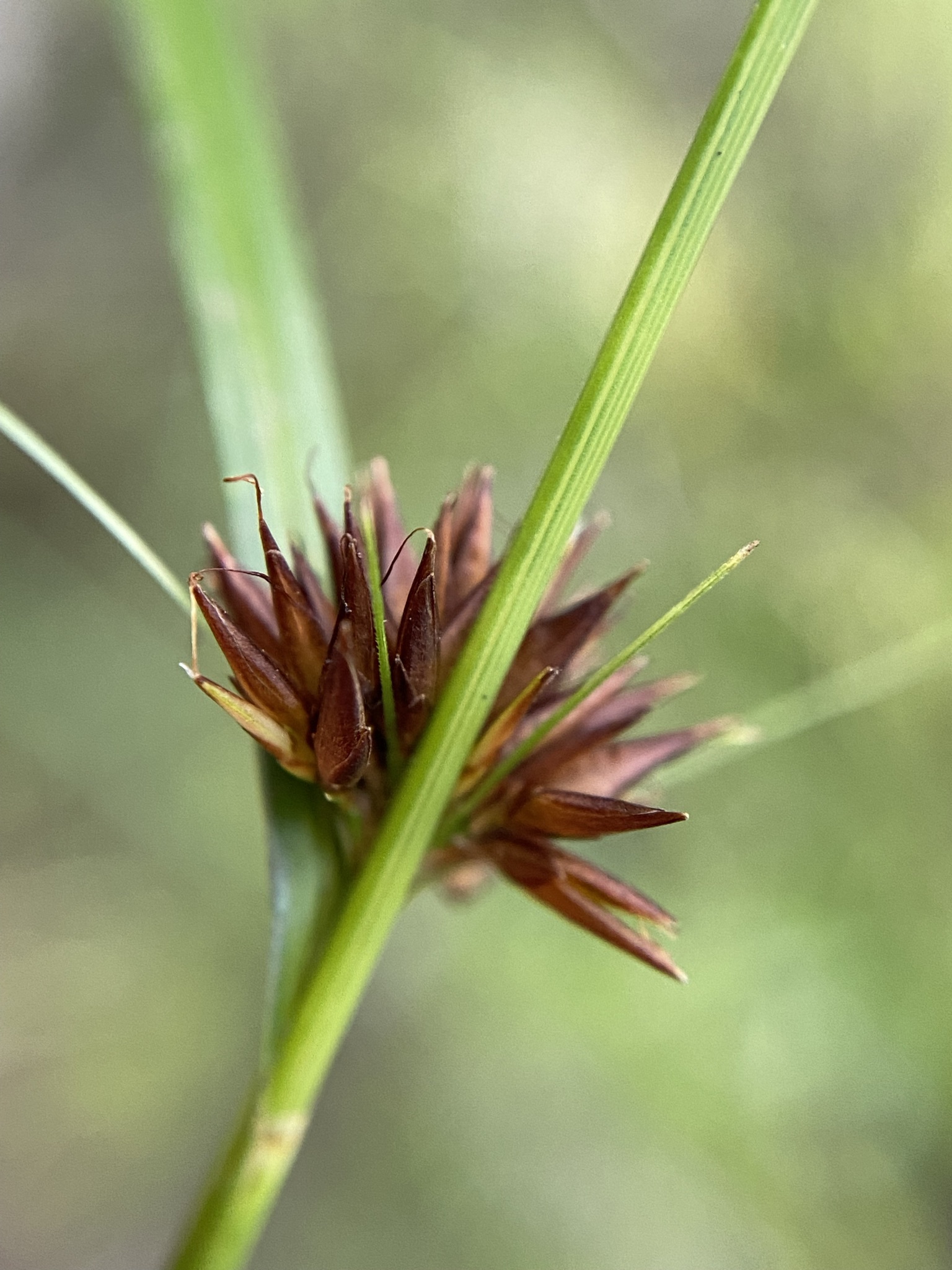 Rhynchospora chalarocephala