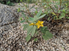Senna bauhinioides