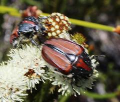 Trichostetha capensis