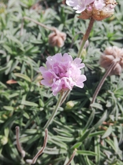 Armeria pubigera