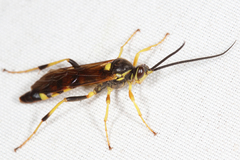 Eutanyacra vilissima