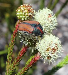 Trichostetha capensis