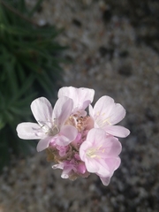 Armeria pubigera