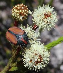 Trichostetha capensis