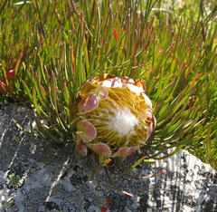 Protea montana