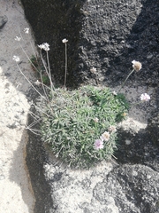 Armeria pubigera