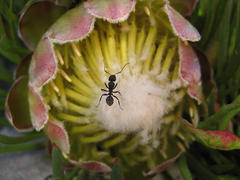 Protea montana
