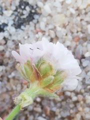 Armeria pubigera