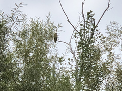 Haliaeetus albicilla