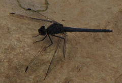 Trithemis dorsalis