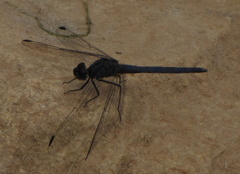 Trithemis dorsalis