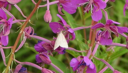 Pale Straw Pearl, Colle Agnello, CN, Italia, photo 4 of 10