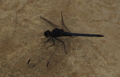 Trithemis dorsalis