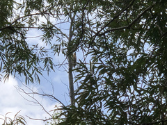 Haliaeetus albicilla