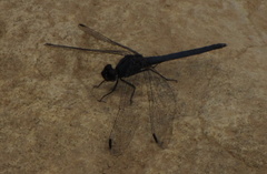 Trithemis dorsalis