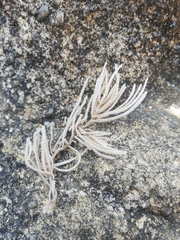 Electra verticillata