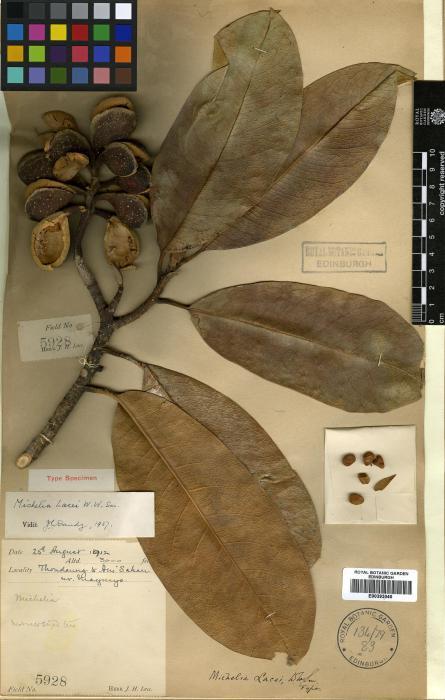 Magnolia lacei (Magnolia lacei)