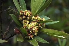 Platylophus trifoliatus