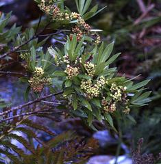 Platylophus trifoliatus