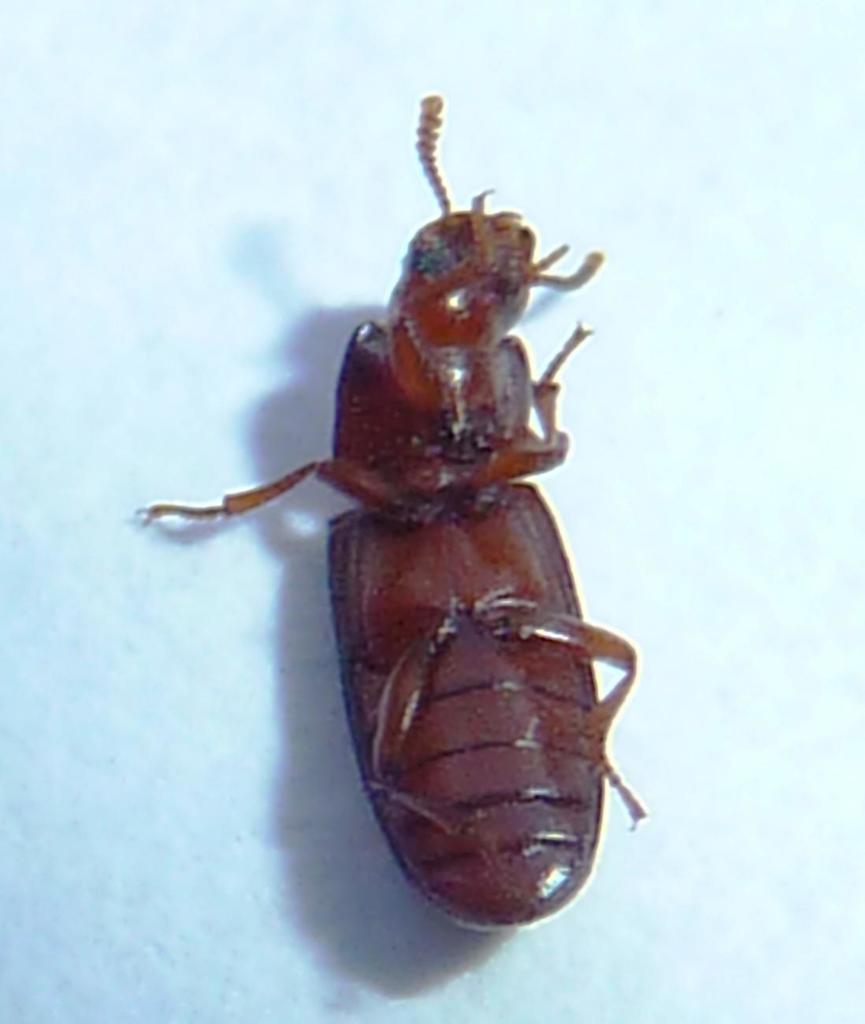 Confused flour beetle (Tribolium confusum)