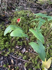 Peltandra sagittifolia