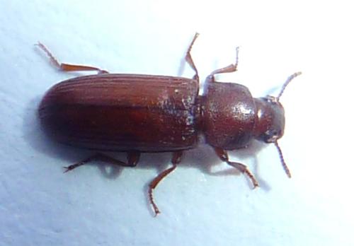 Confused Flour Beetle