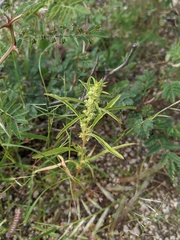 Amaranthus torreyi