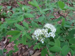 Spiraea media