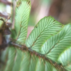 Dryopteris lepidopoda