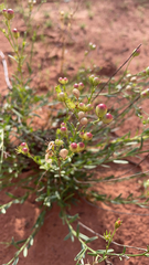 Thamnosma texana