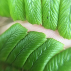 Dryopteris lepidopoda