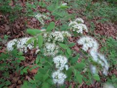 Spiraea media