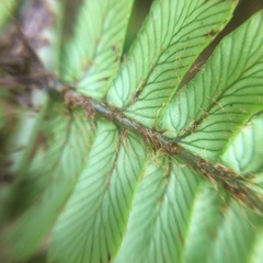 Dryopteris lepidopoda