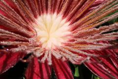 Protea aurea aurea