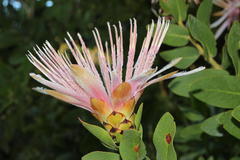Protea aurea aurea