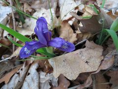 Iris uniflora