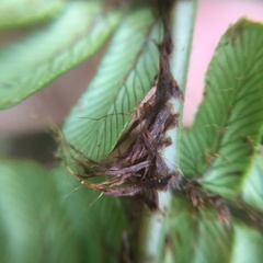 Dryopteris lepidopoda