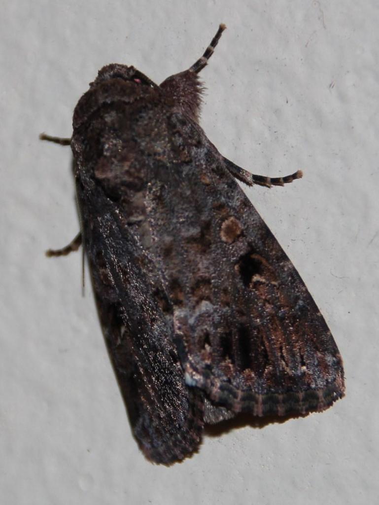 Lawn Moth